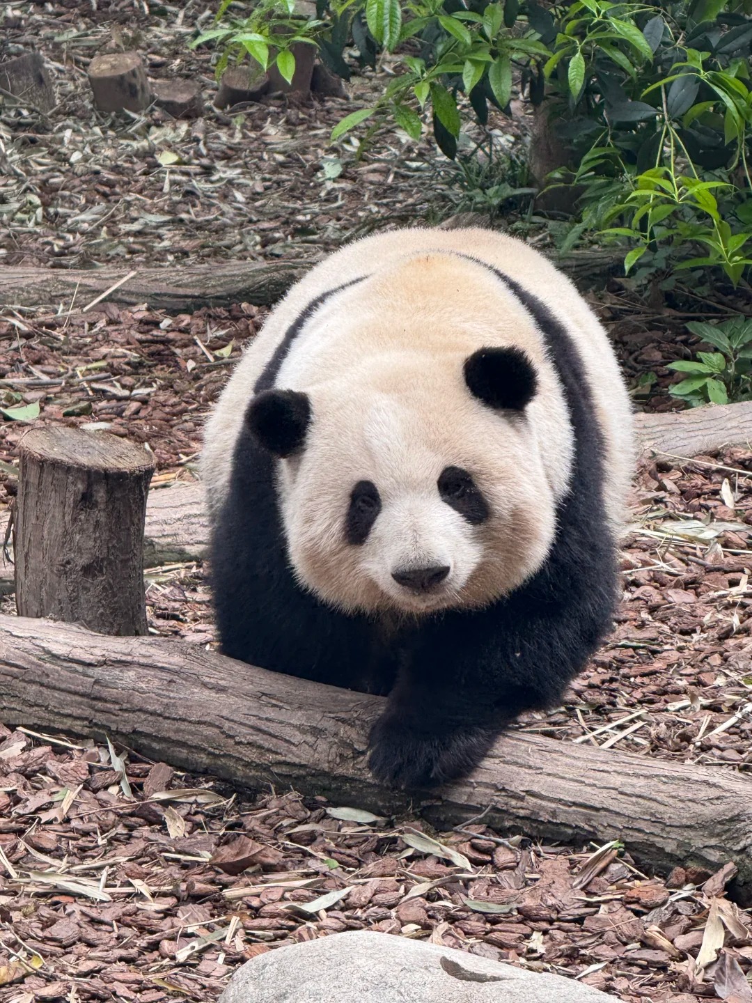 Best Chengdu Panda Tour – Insider Tips for an Early-Morning, Small-Group Experience at the Panda Base