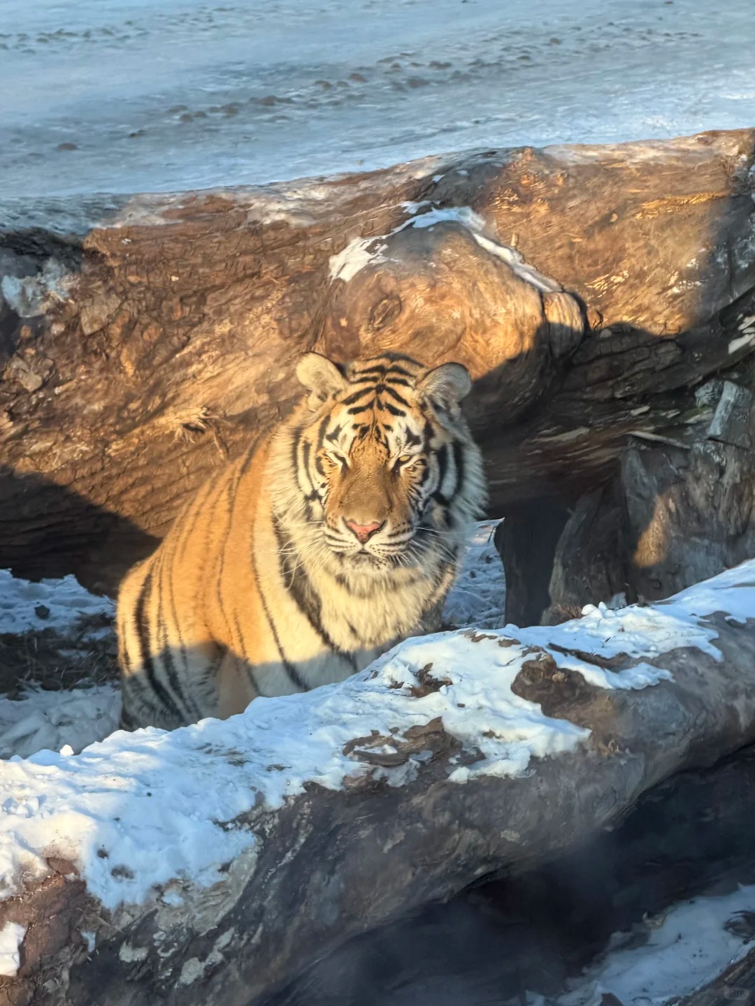 Northeast Tiger Park Harbin: Face to Face with the Siberian Tiger